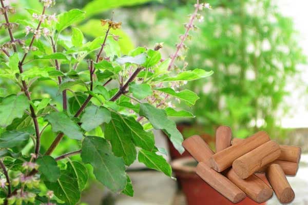 Tulsi & Chandan Offering